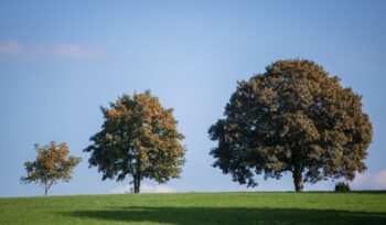 Picture of trees | Estate Planning | Advocate Lawyers