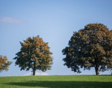 Picture of trees | Estate Planning | Advocate Lawyers